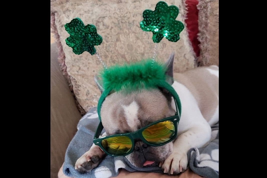 French Bulldog Puppies breeder image 31