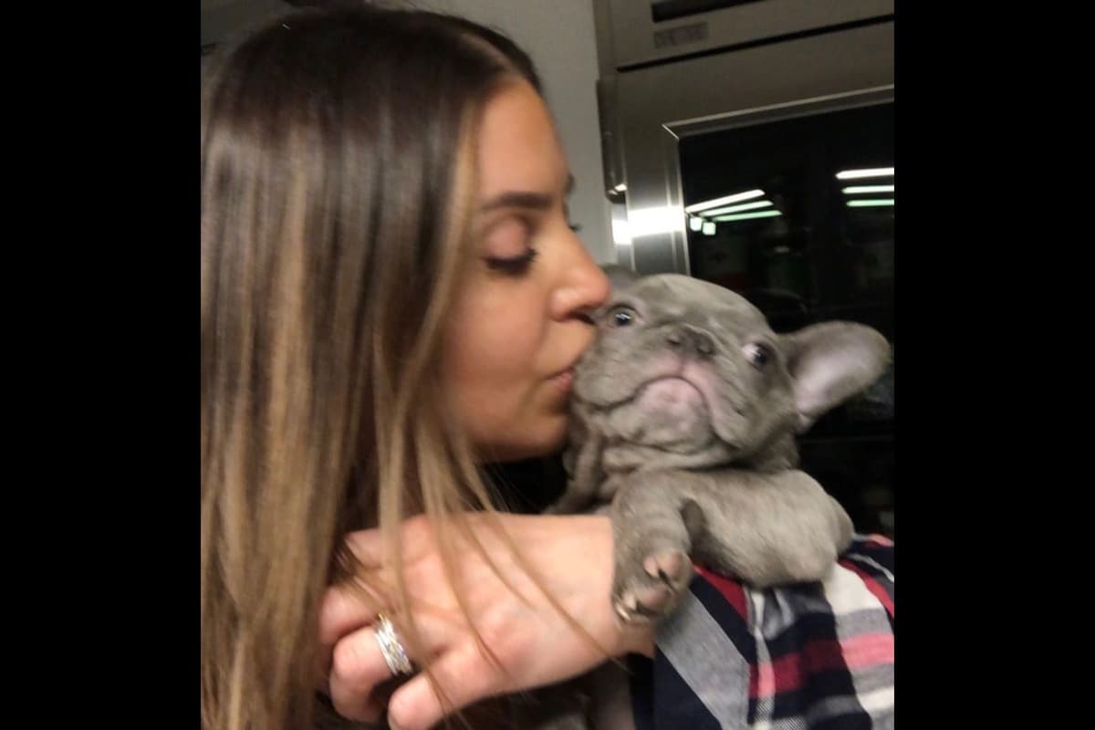 French Bulldog Puppies breeder image 32