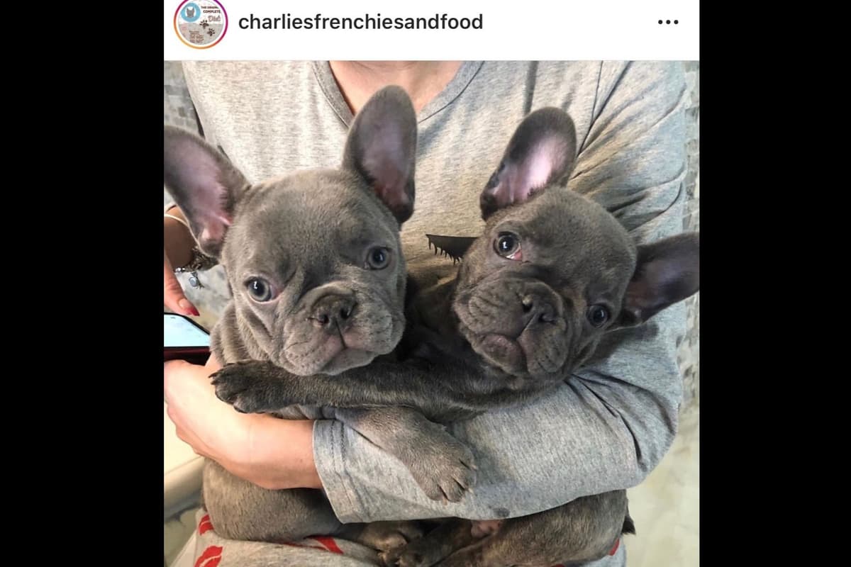 French Bulldog Puppies breeder image 33