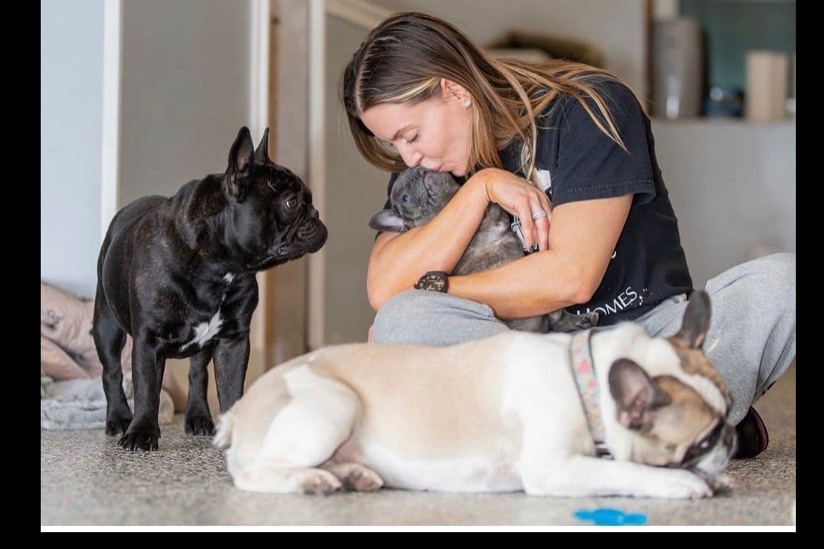 French Bulldog Puppies breeder image 34