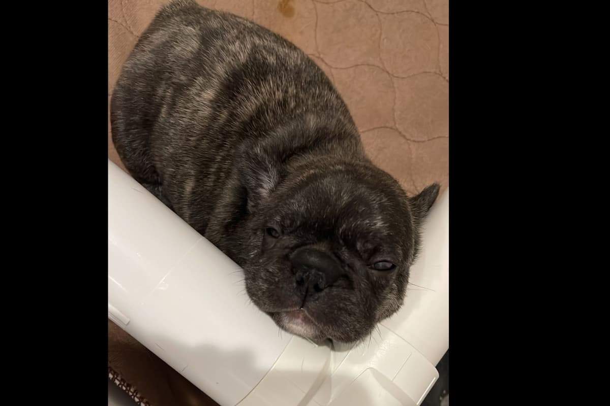 French Bulldog Puppies breeder image 35