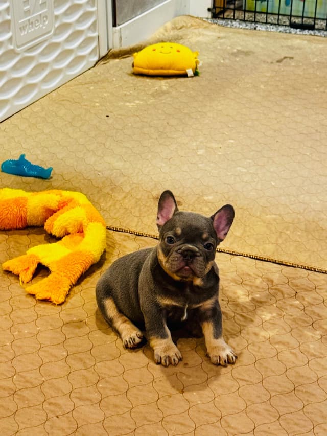 French Bulldog Puppies media 2