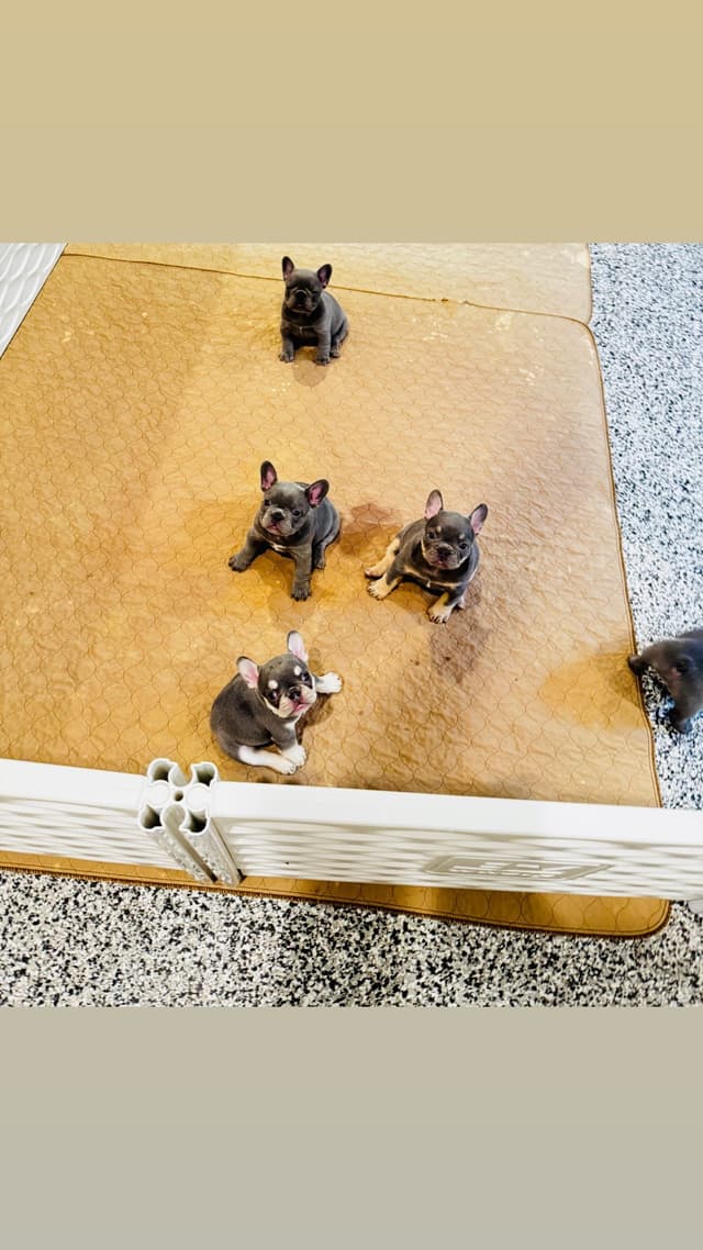French Bulldog Puppies media 3