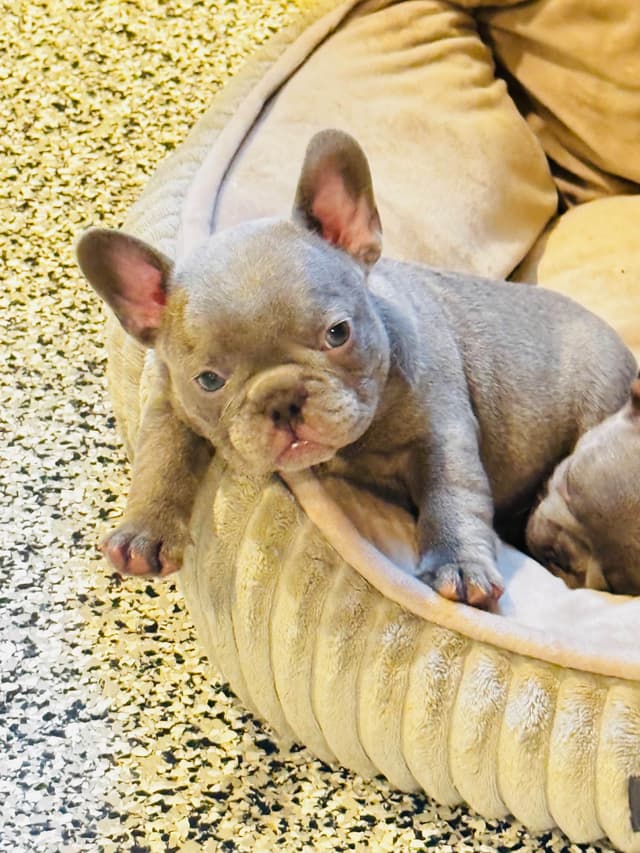 French Bulldog Puppies media 4
