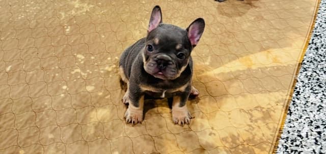 French Bulldog Puppies media 5