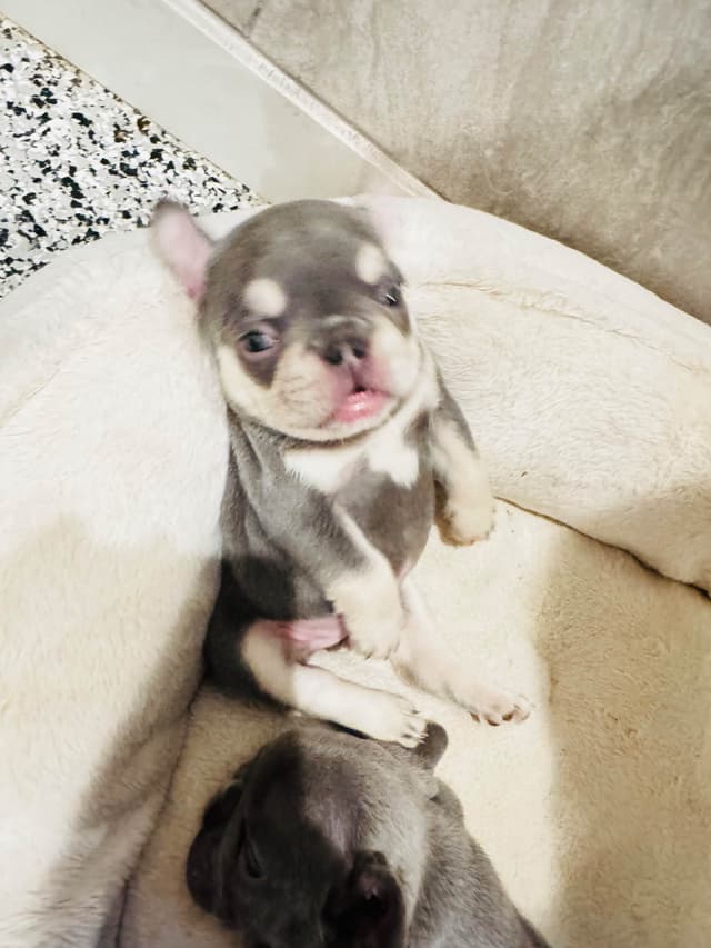 French Bulldog Puppies media 6