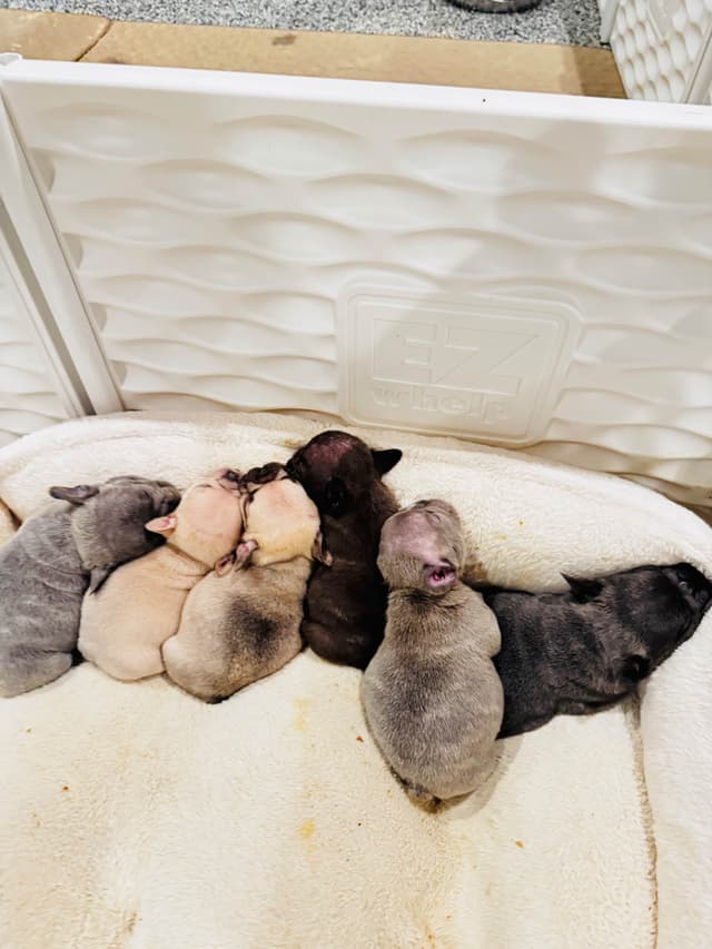 French Bulldog Puppies media 2