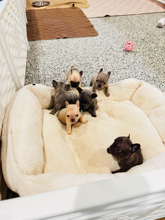 French Bulldog Puppies media 3