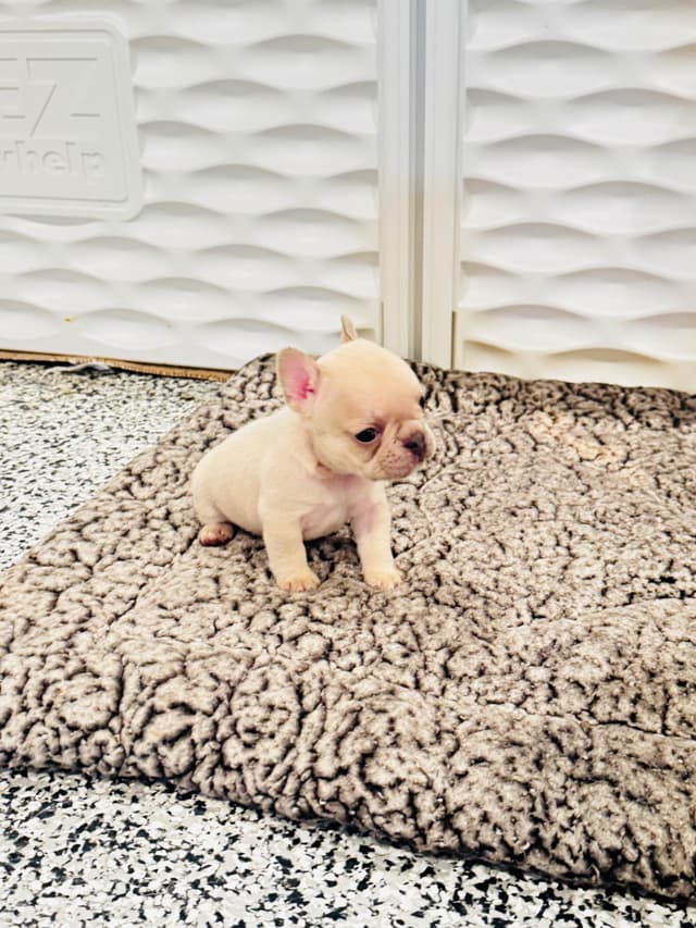 French Bulldog Puppies media 4