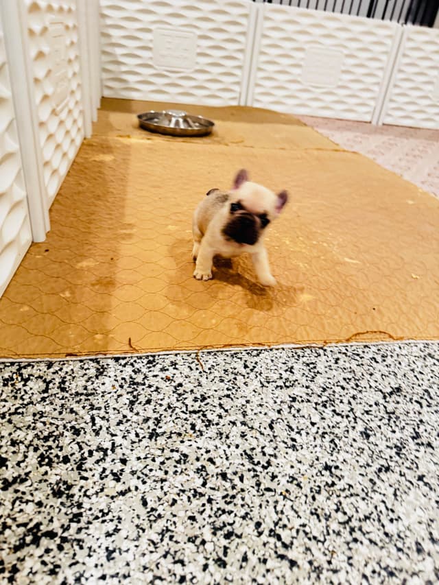 French Bulldog Puppies media 5