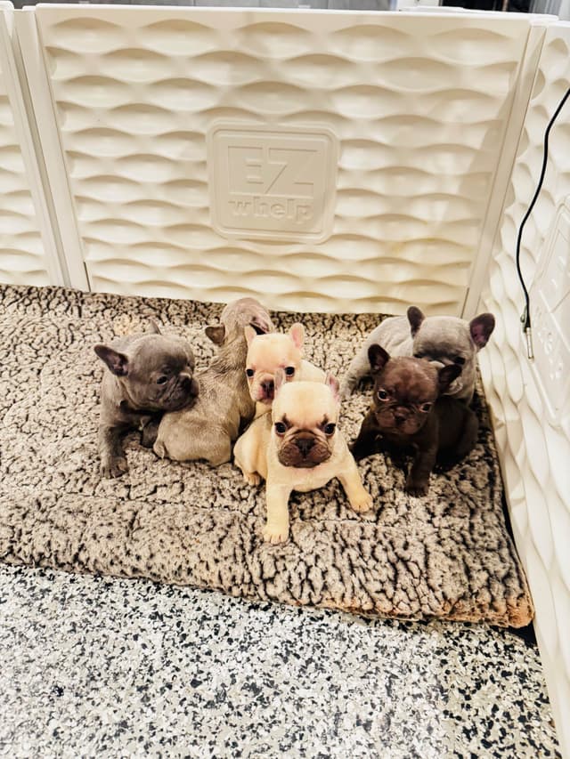 French Bulldog Puppies media 6