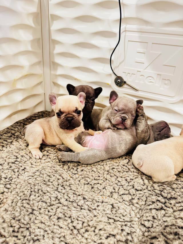 French Bulldog Puppies media 8