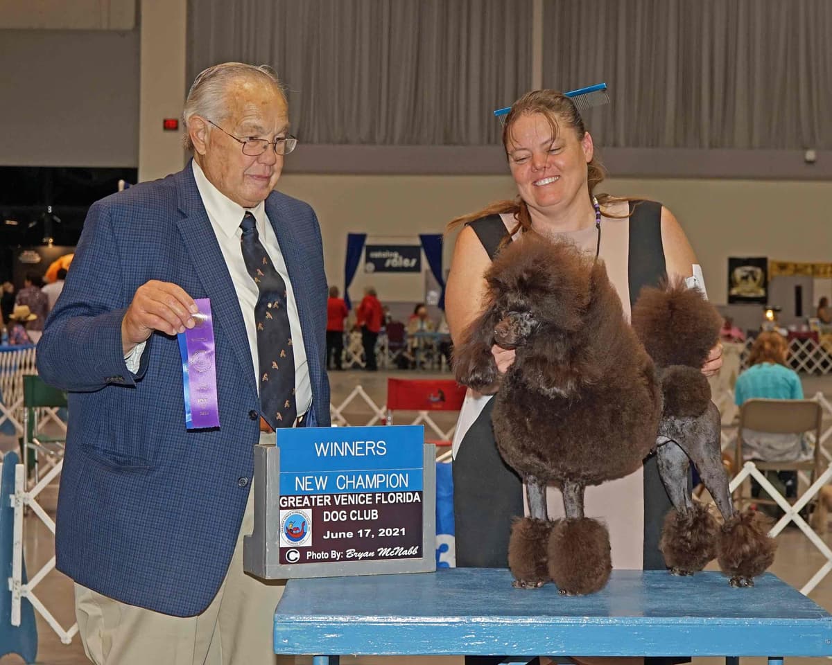 Poodle Puppies breeder image 1