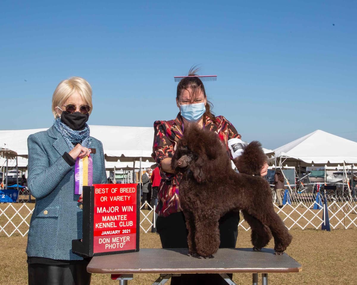 Poodle Puppies breeder image 6
