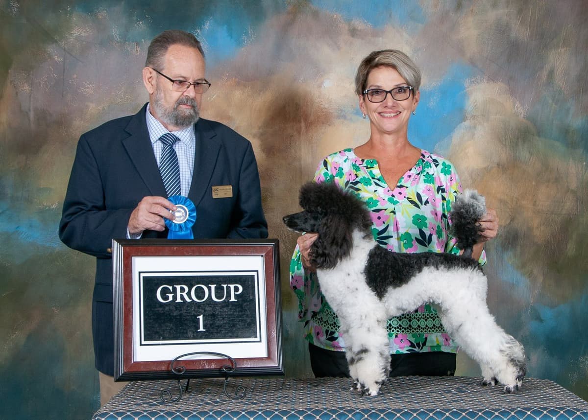 Poodle Puppies breeder image 7