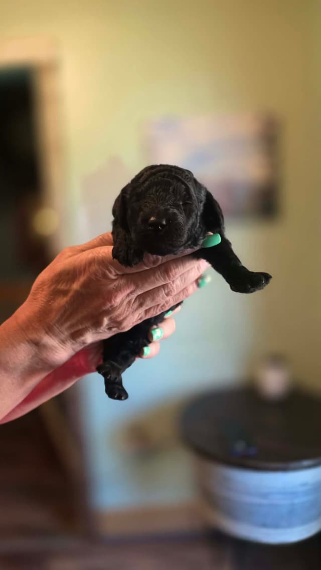 Poodle Puppies media 2