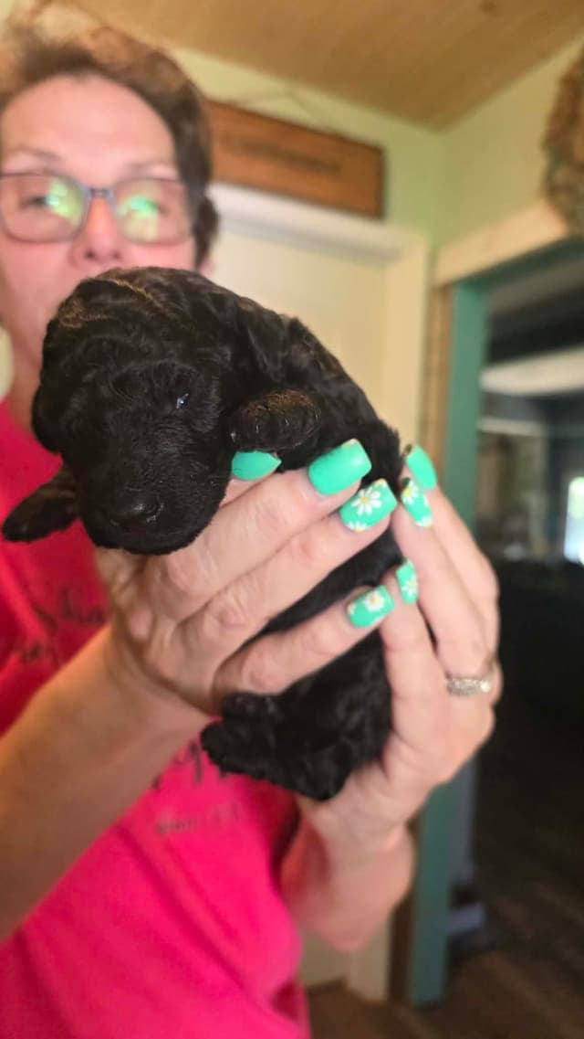 Poodle Puppies media 3