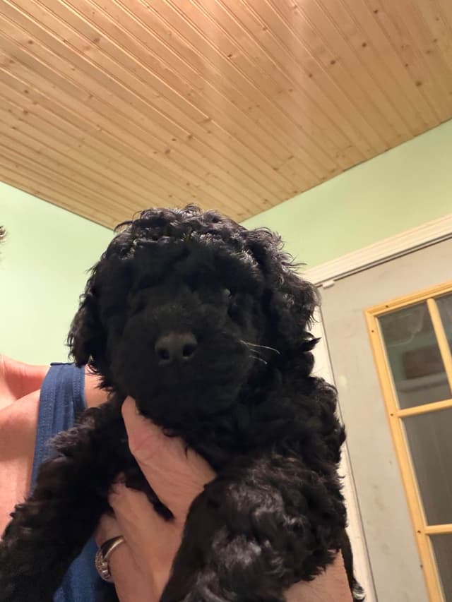 Poodle Puppies media 4