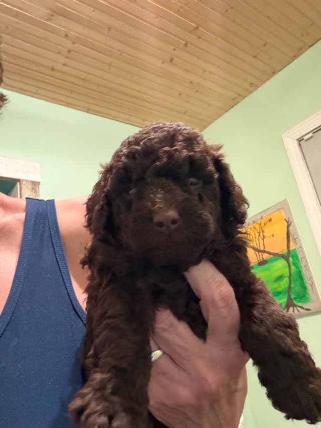 Poodle Puppies media 5