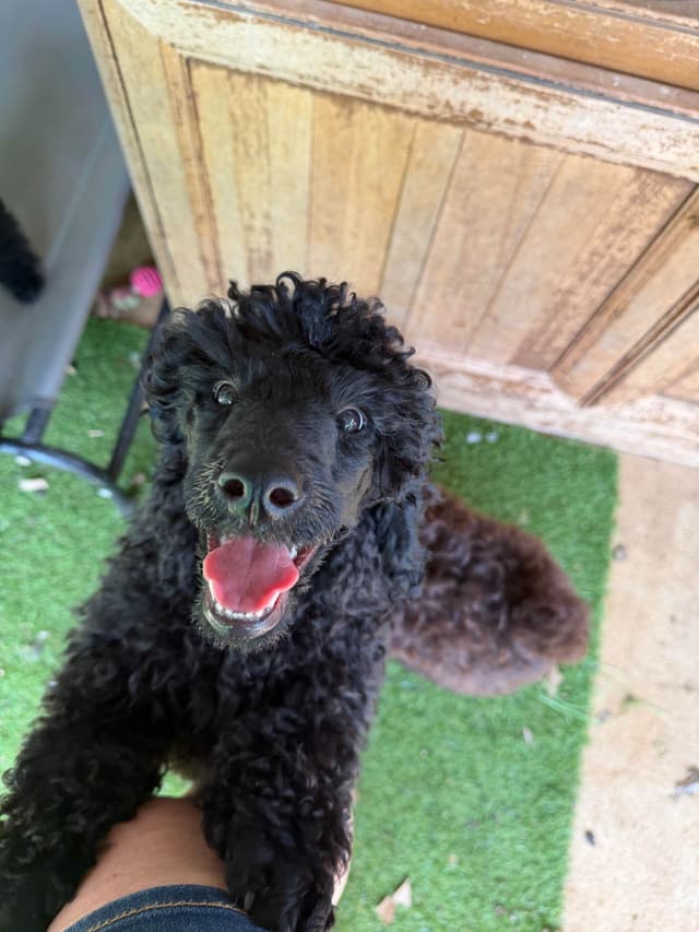 Poodle Puppies media 8