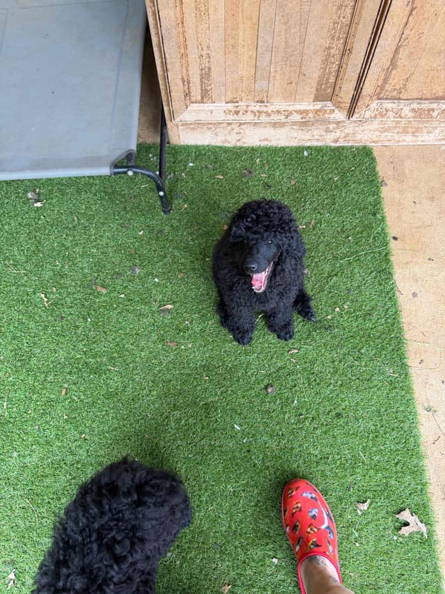 Poodle Puppies media 9