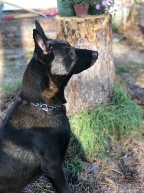 DARK MALINOIS breeder image 4