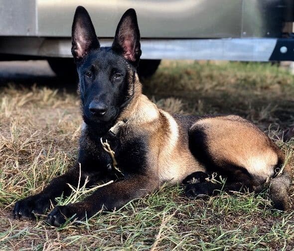 DARK MALINOIS breeder image 6