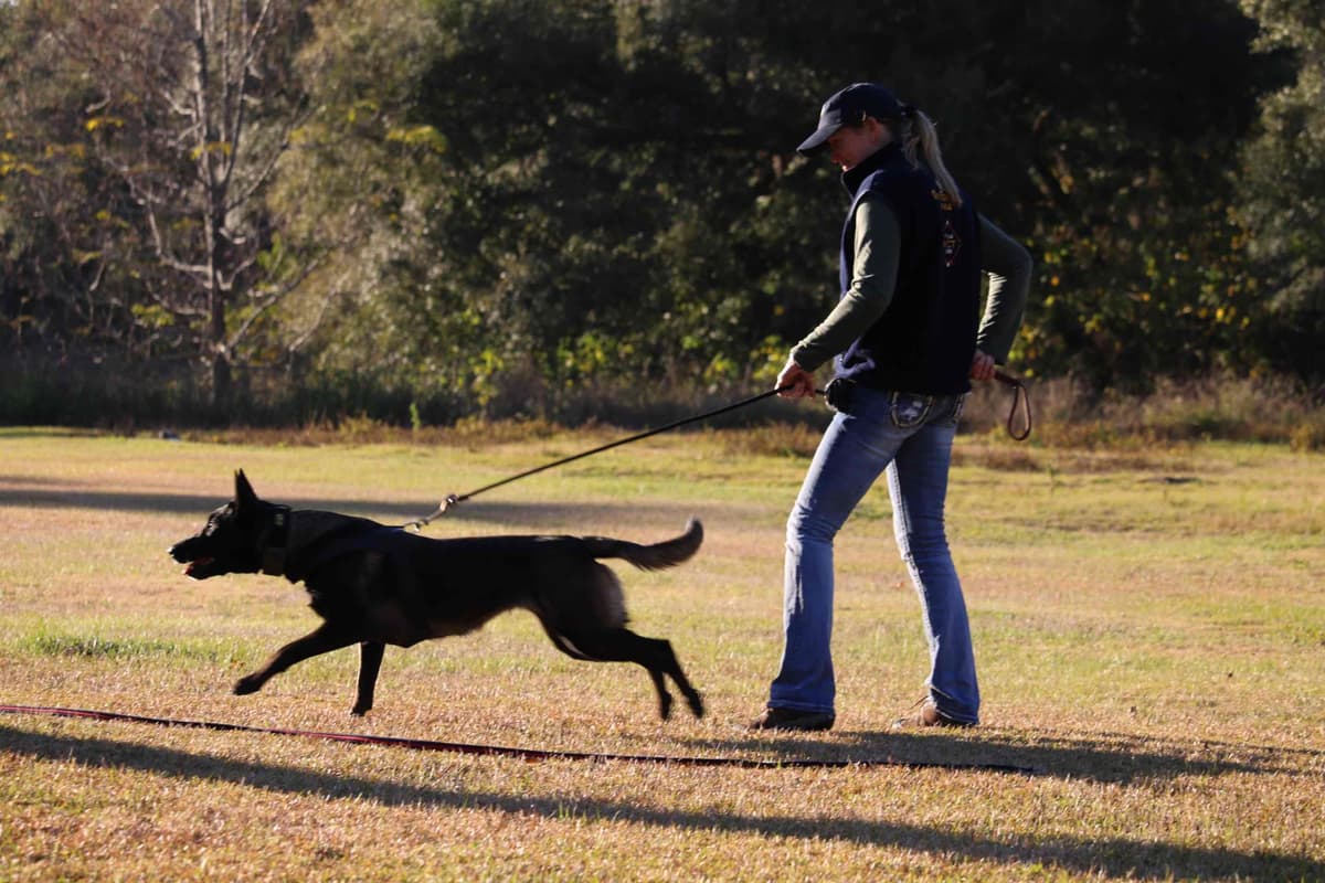 DARK MALINOIS breeder image 7