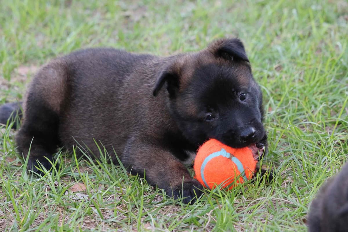 DARK MALINOIS breeder image 14