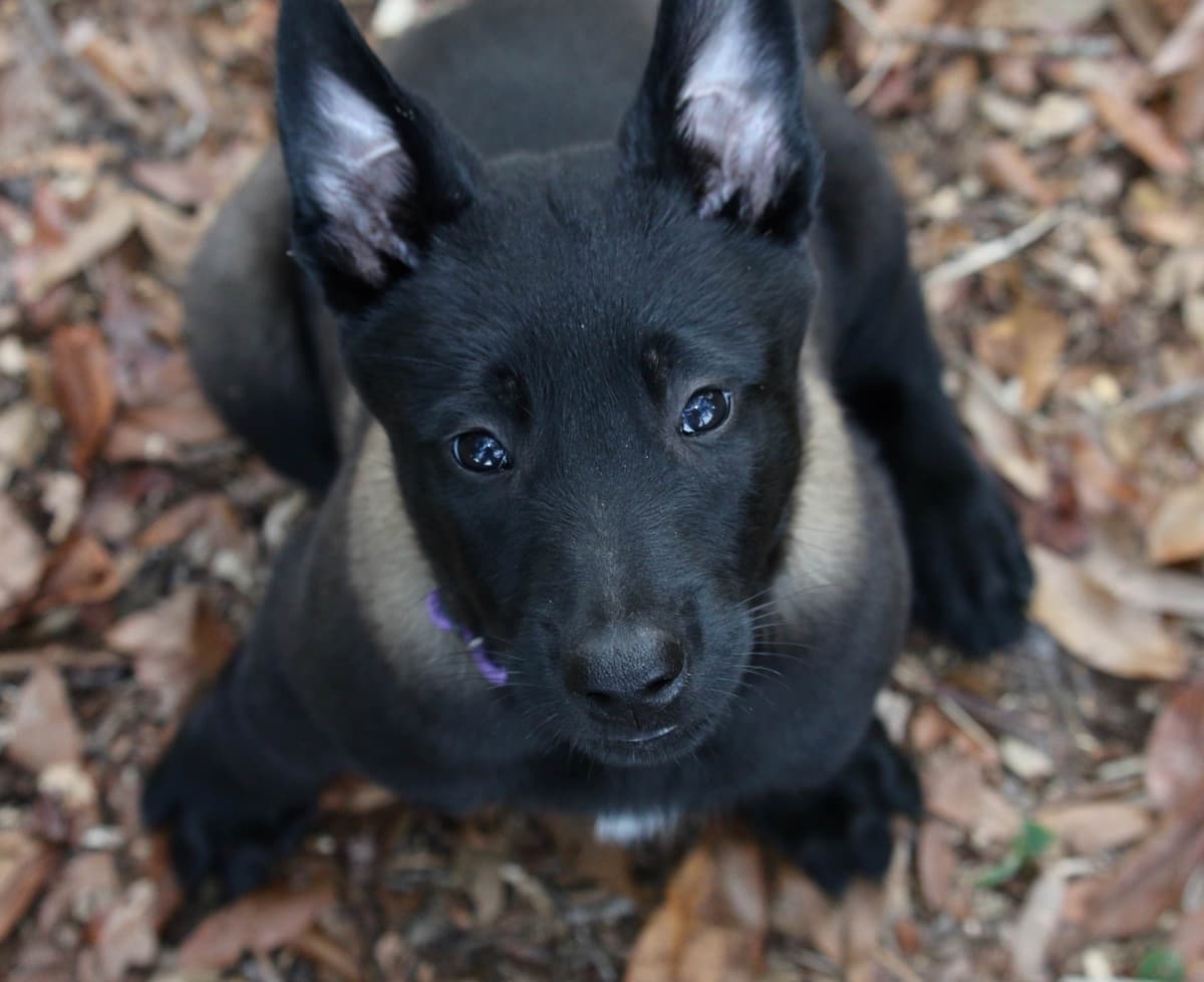 DARK MALINOIS breeder image 8