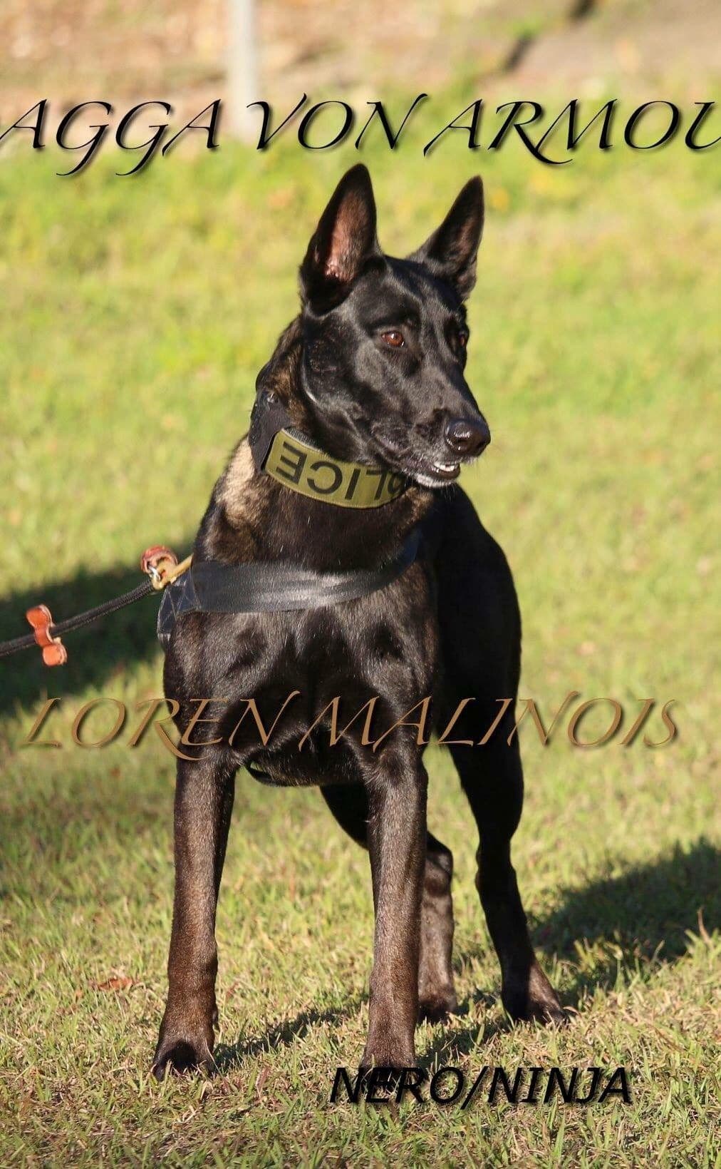 DARK MALINOIS breeder image 10