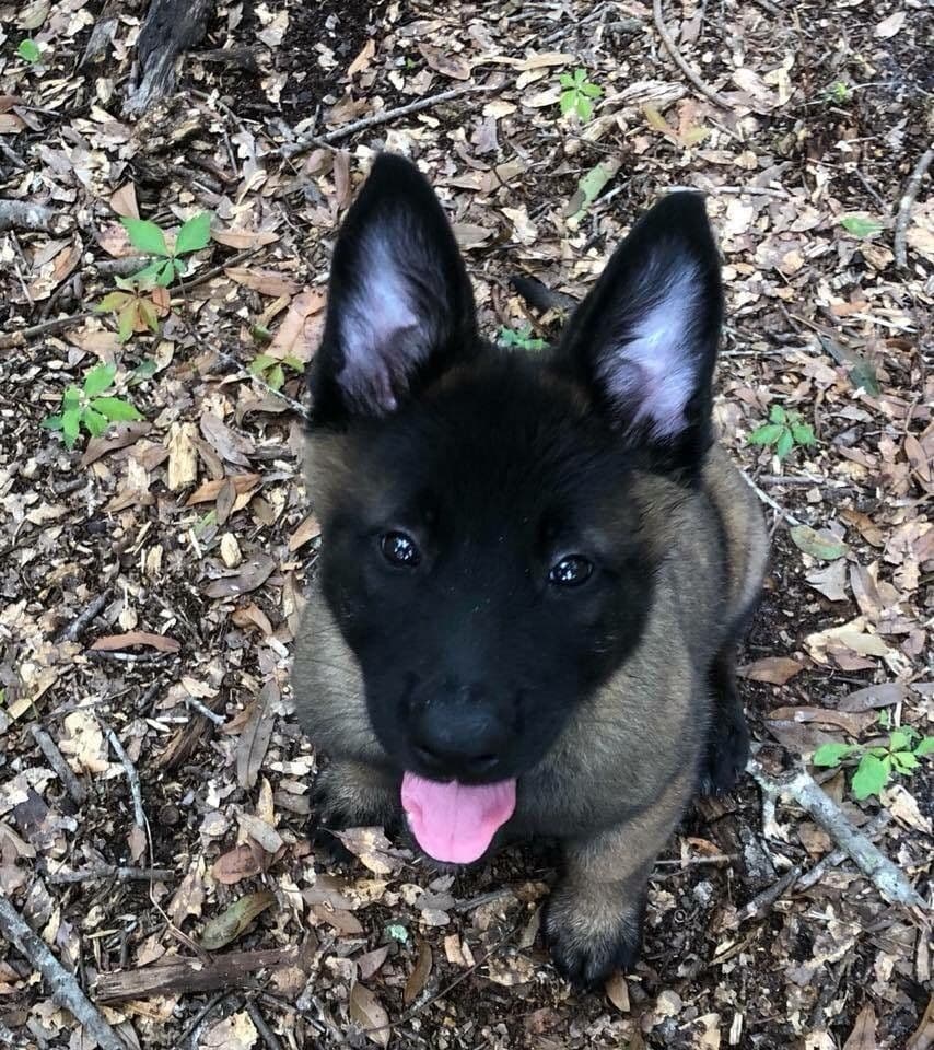 DARK MALINOIS breeder image 11