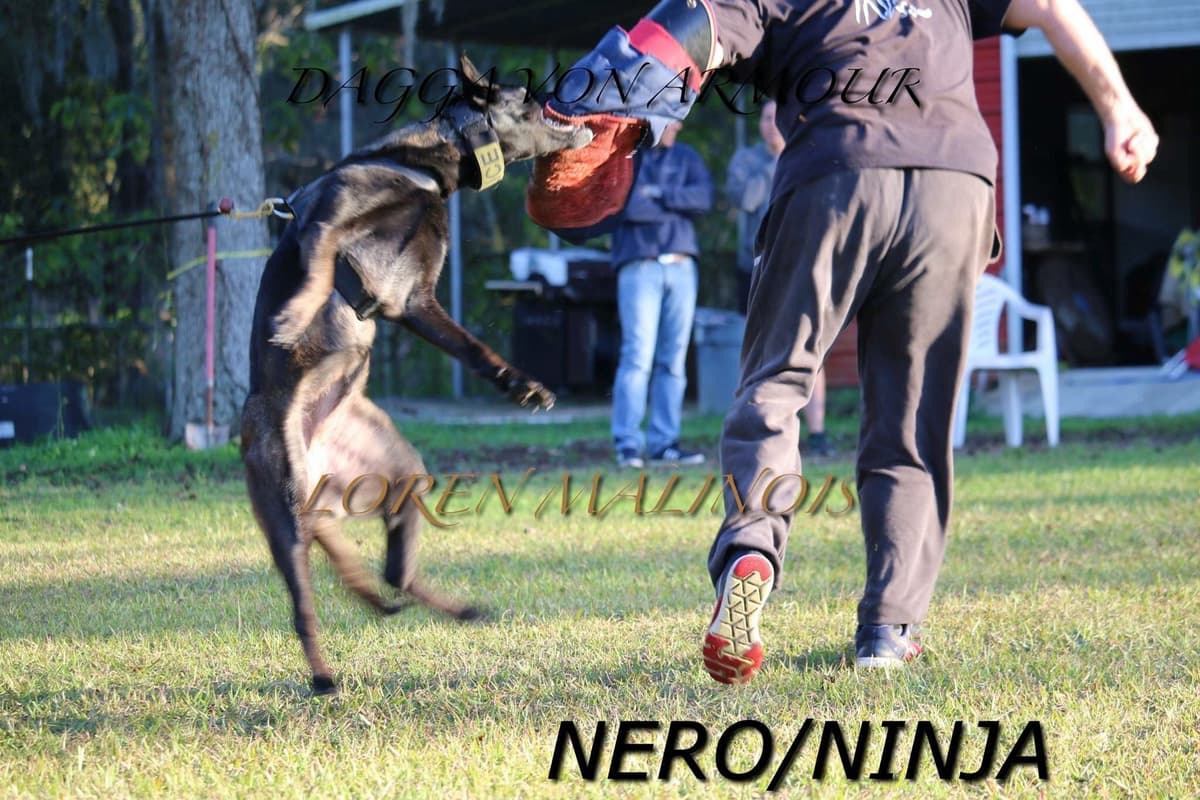 DARK MALINOIS breeder image 16