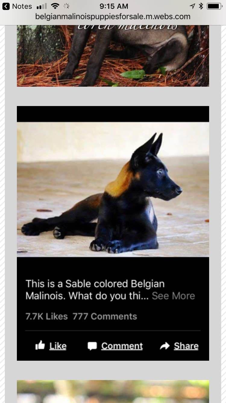 DARK MALINOIS breeder image 17