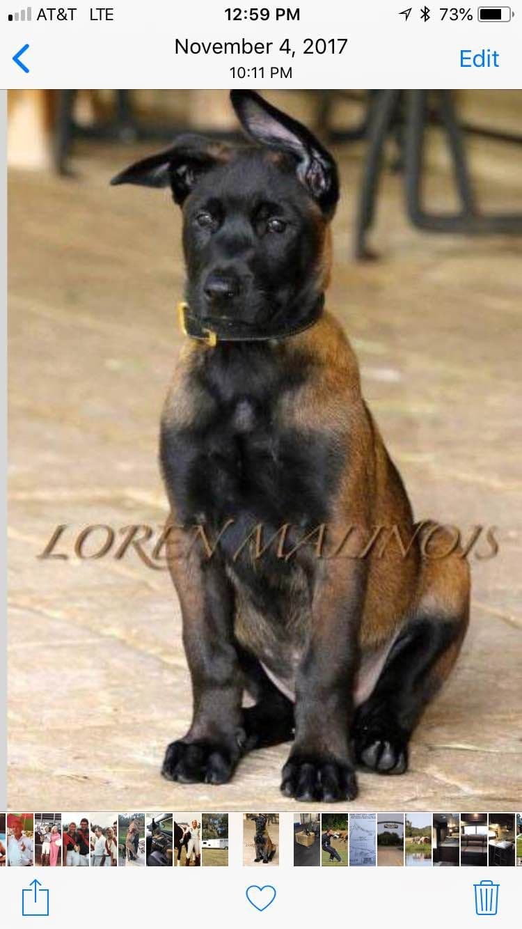 DARK MALINOIS breeder image 18