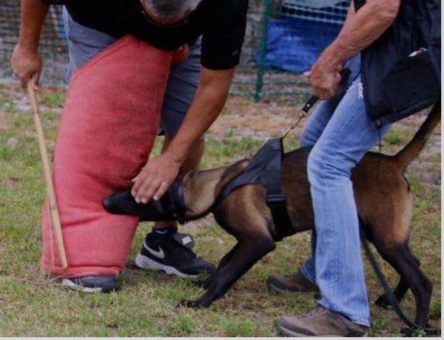 DARK MALINOIS breeder image 20