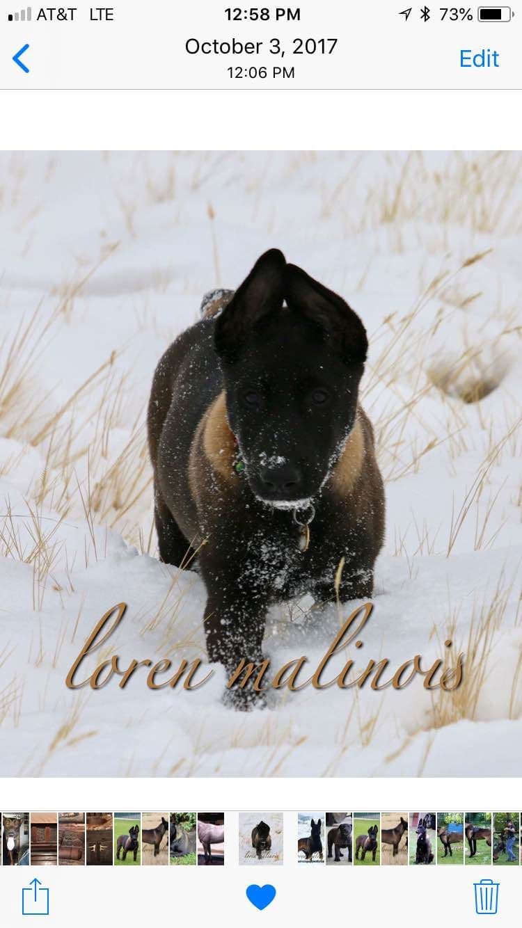 DARK MALINOIS breeder image 31