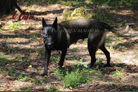 DARK MALINOIS breeder image 19
