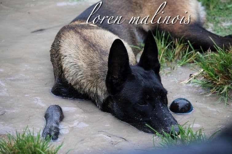 DARK MALINOIS breeder image 23