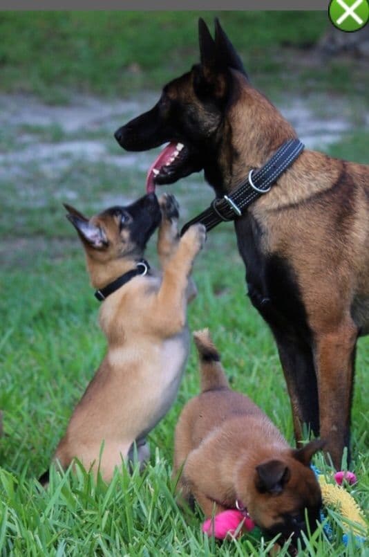DARK MALINOIS breeder image 24