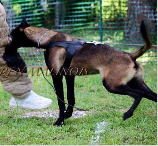 DARK MALINOIS breeder image 27