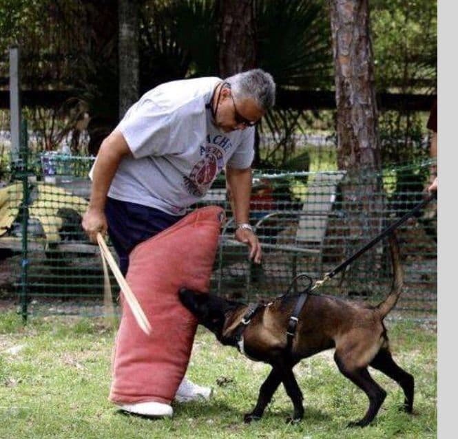 DARK MALINOIS breeder image 25