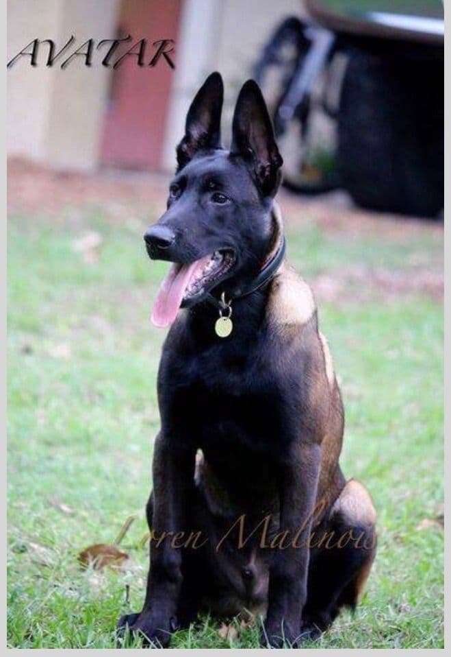 DARK MALINOIS breeder image 26