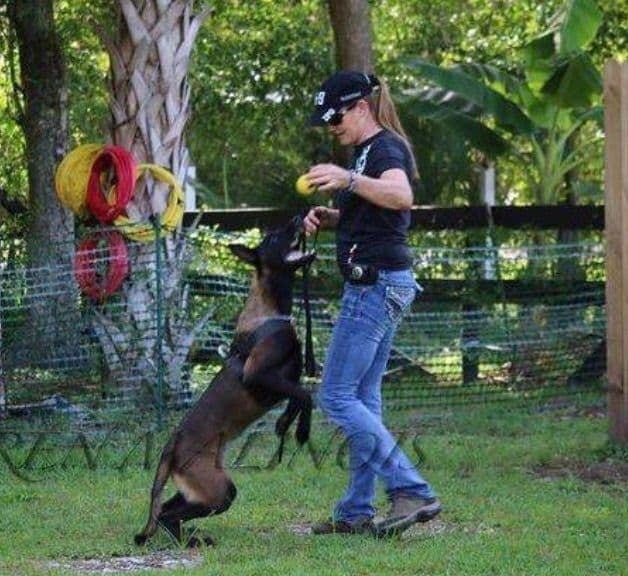 DARK MALINOIS breeder image 29