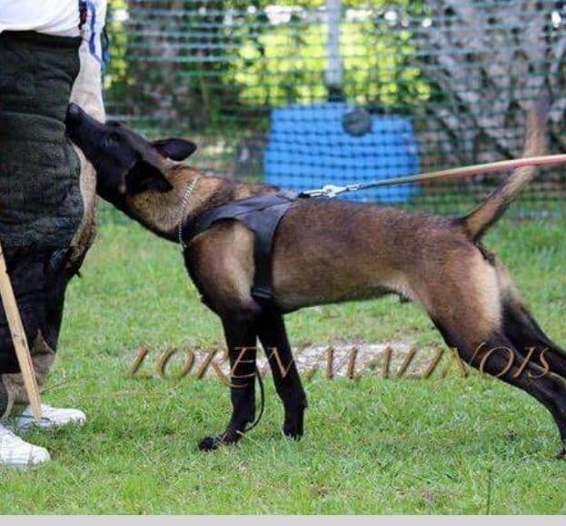 DARK MALINOIS breeder image 33