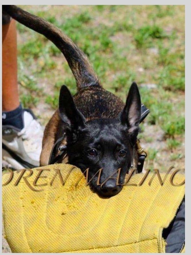 DARK MALINOIS breeder image 30