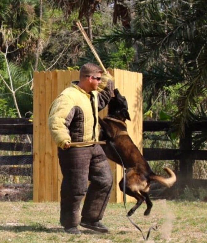 DARK MALINOIS breeder image 28