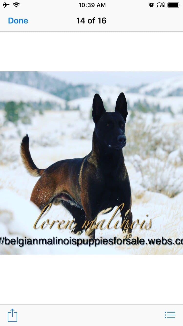 DARK MALINOIS breeder image 32