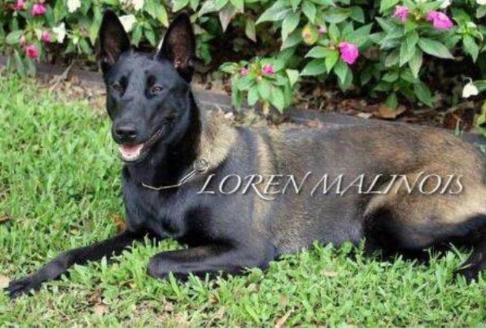 DARK MALINOIS breeder image 34