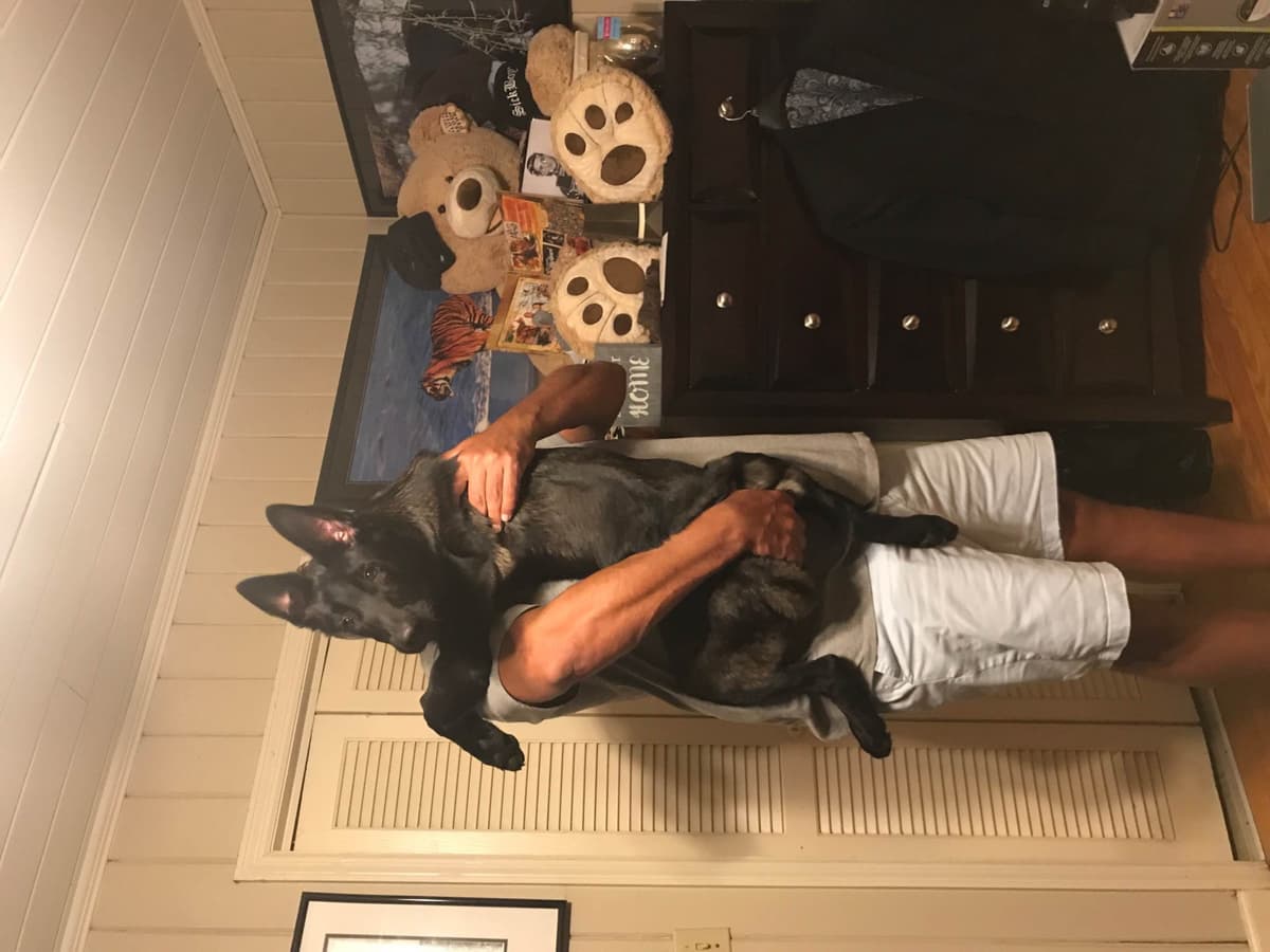 DARK MALINOIS breeder image 36